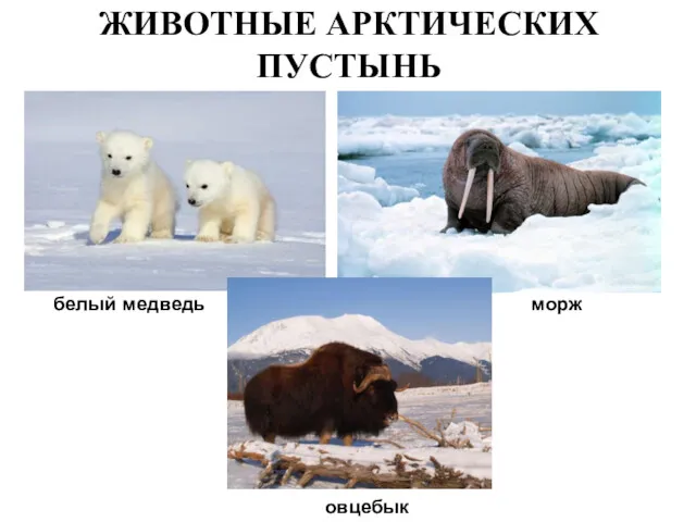 ЖИВОТНЫЕ АРКТИЧЕСКИХ ПУСТЫНЬ белый медведь морж овцебык