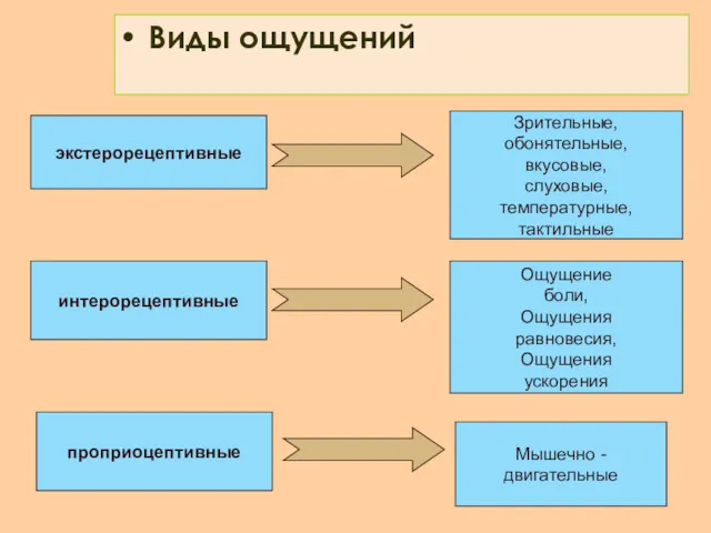 Виды ощущений экстерорецептивные интерорецептивные проприоцептивные Зрительные, обонятельные, вкусовые, слуховые, температурные,