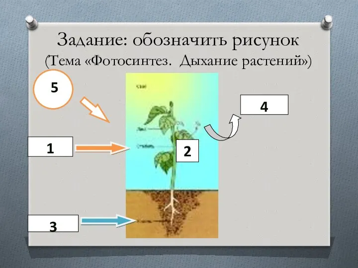 Задание: обозначить рисунок (Тема «Фотосинтез. Дыхание растений») 1 3 5 4 2