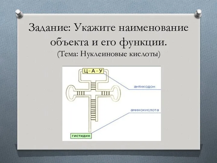 Задание: Укажите наименование объекта и его функции. (Тема: Нуклеиновые кислоты)