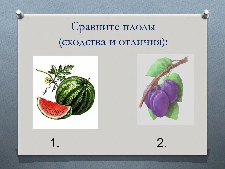 Сравните плоды (сходства и отличия): 1. 2.