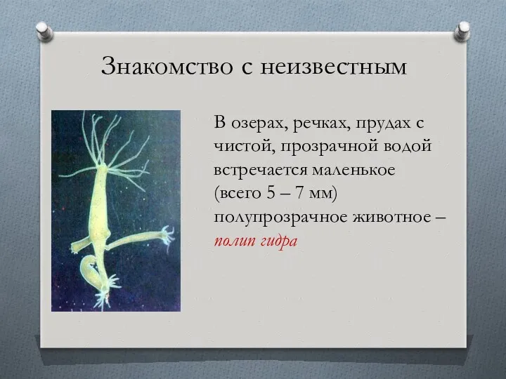 В озерах, речках, прудах с чистой, прозрачной водой встречается маленькое