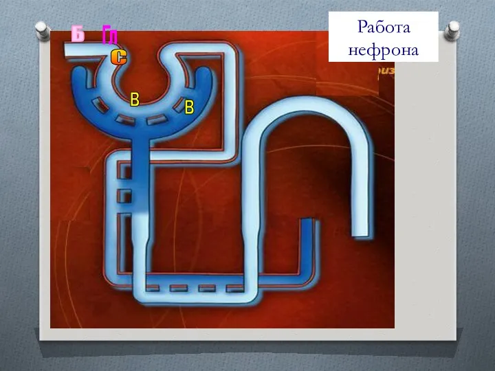 Б Гл С в в Работа нефрона