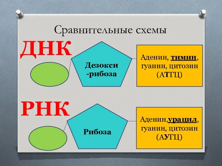 Сравнительные схемы ДНК РНК Дезокси-рибоза Аденин, тимин, гуанин, цитозин (АТГЦ) Рибоза Аденин,урацил, гуанин, цитозин (АУГЦ)