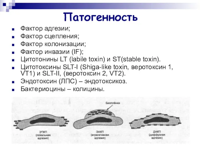 Патогенность Фактор адгезии; Фактор сцепления; Фактор колонизации; Фактор инвазии (IF);