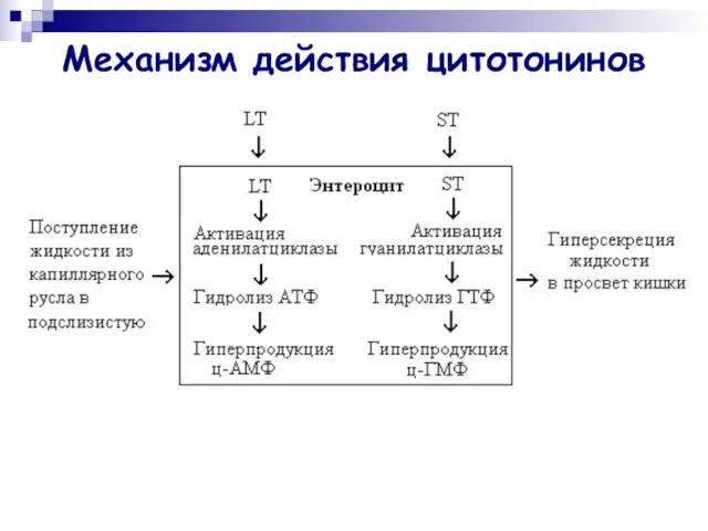 Механизм действия цитотонинов