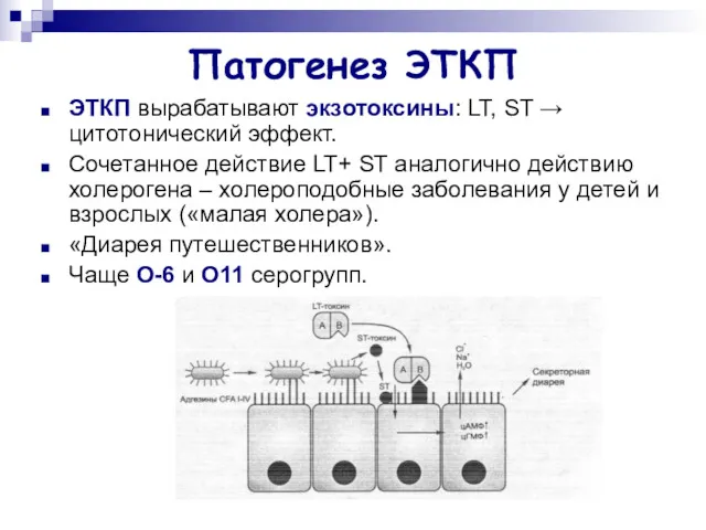 Патогенез ЭТКП ЭТКП вырабатывают экзотоксины: LT, ST → цитотонический эффект.
