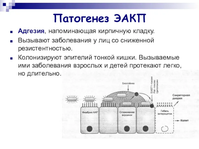 Патогенез ЭАКП Адгезия, напоминающая кирпичную кладку. Вызывают заболевания у лиц