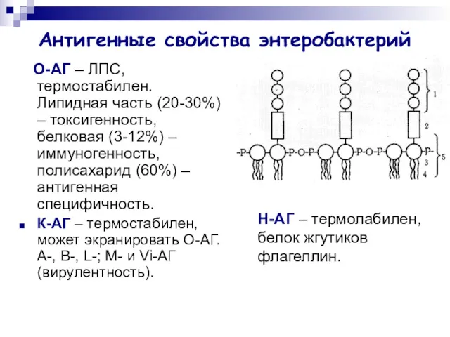 Антигенные свойства энтеробактерий О-АГ – ЛПС, термостабилен. Липидная часть (20-30%)