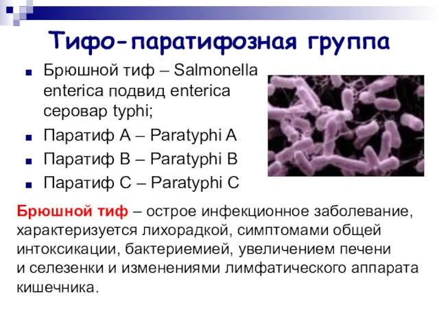 Тифо-паратифозная группа Брюшной тиф – Salmonella enterica подвид enterica серовар