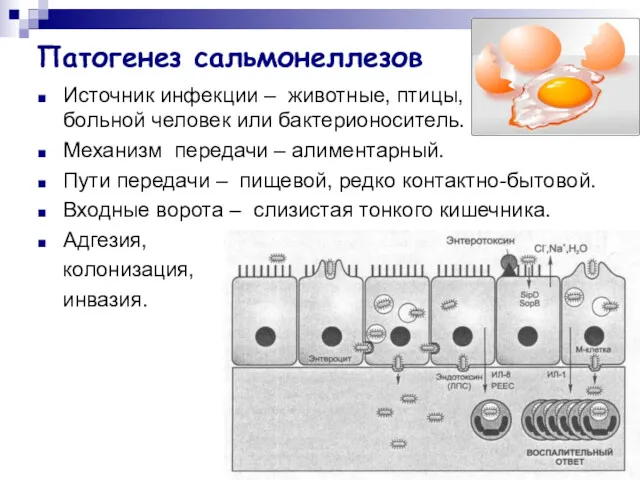 Патогенез сальмонеллезов Источник инфекции – животные, птицы, рыбы, реже больной