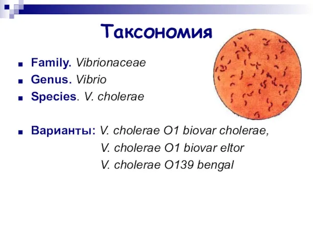 Таксономия Family. Vibrionaceae Genus. Vibrio Species. V. cholerae Варианты: V.