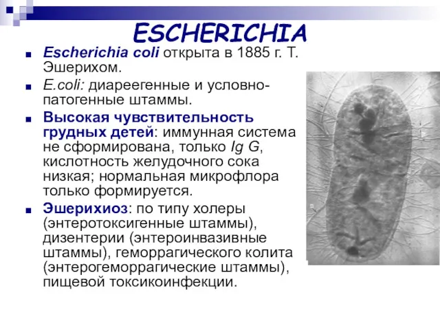 ESCHERICHIA Escherichia соli открыта в 1885 г. Т.Эшерихом. E.coli: диареегенные