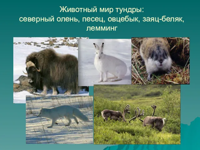 Животный мир тундры: северный олень, песец, овцебык, заяц-беляк, лемминг