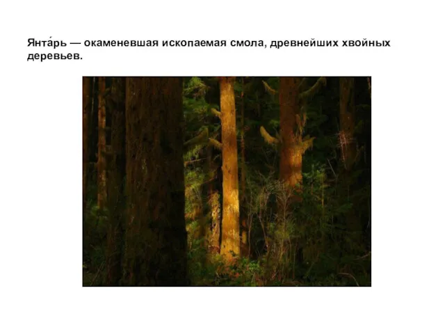 Янта́рь — окаменевшая ископаемая смола, древнейших хвойных деревьев.