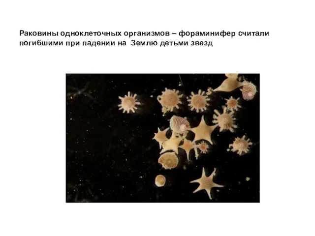 Раковины одноклеточных организмов – фораминифер считали погибшими при падении на Землю детьми звезд