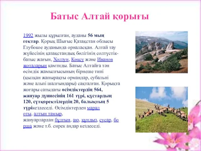 Батыс Алтай қорығы 1992 жылы құрылған, ауданы 56 мың гектар.