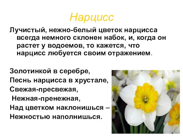 Нарцисс Лучистый, нежно-белый цветок нарцисса всегда немного склонен набок, и,