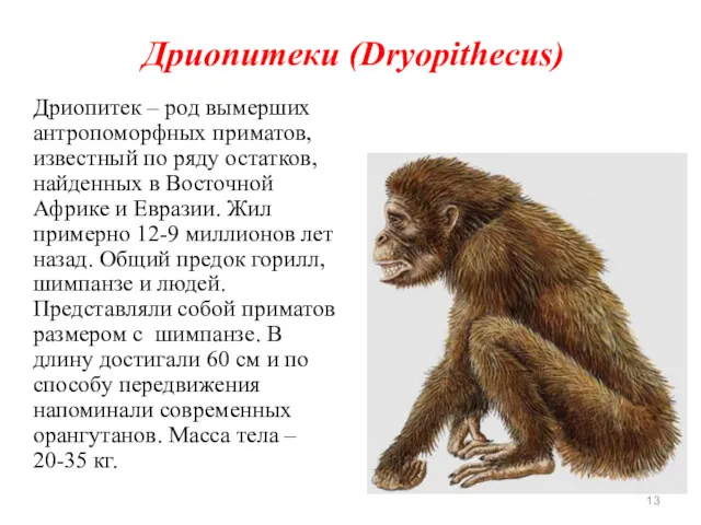 Дриопитеки (Dryopithecus) Дриопитек – род вымерших антропоморфных приматов, известный по