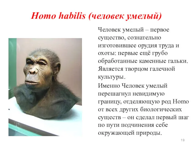 Homo habilis (человек умелый) Человек умелый – первое существо, сознательно