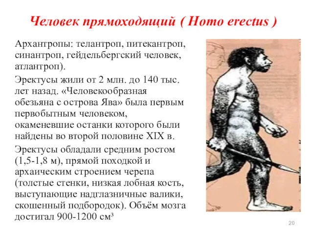 Человек прямоходящий ( Homo erectus ) Архантропы: телантроп, питекантроп, синантроп,