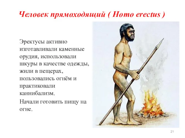 Человек прямоходящий ( Homo erectus ) Эректусы активно изготавливали каменные