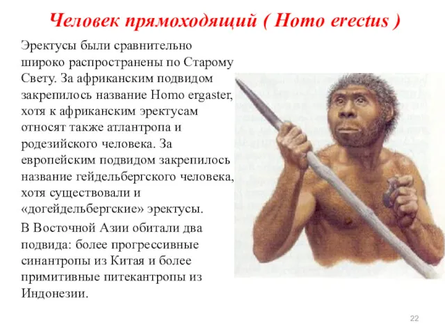 Человек прямоходящий ( Homo erectus ) Эректусы были сравнительно широко