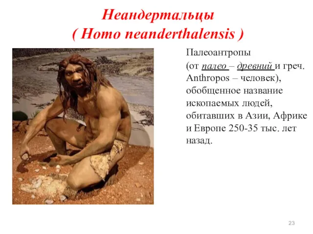 Неандертальцы ( Homo neanderthalensis ) Палеоантропы (от палео – древний