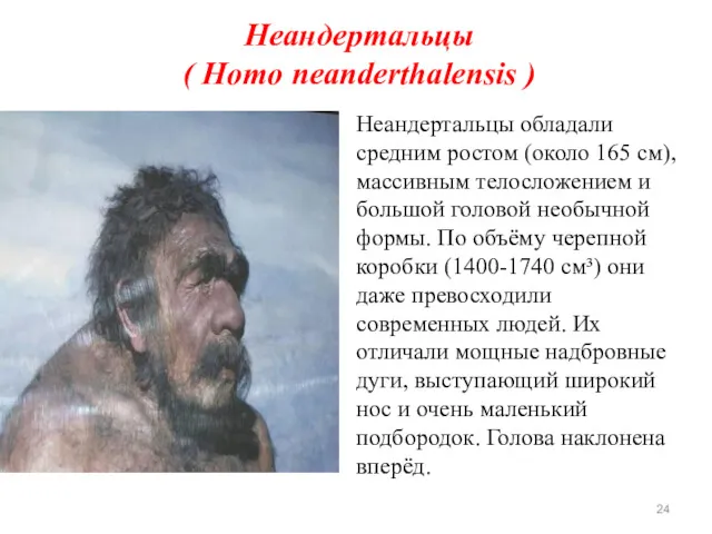 Неандертальцы ( Homo neanderthalensis ) Неандертальцы обладали средним ростом (около