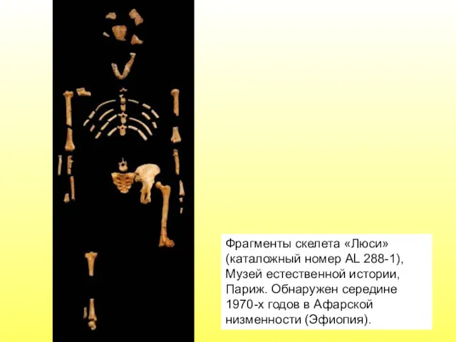 Фрагменты скелета «Люси» (каталожный номер AL 288-1), Музей естественной истории,