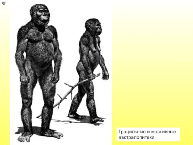 Грацильные и массивные австралопитеки