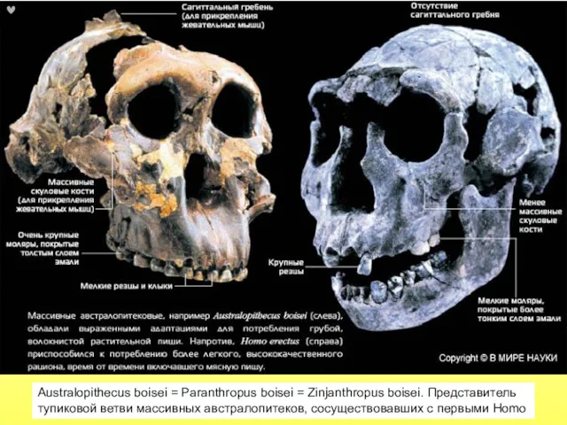 Australopithecus boisei = Paranthropus boisei = Zinjanthropus boisei. Представитель тупиковой