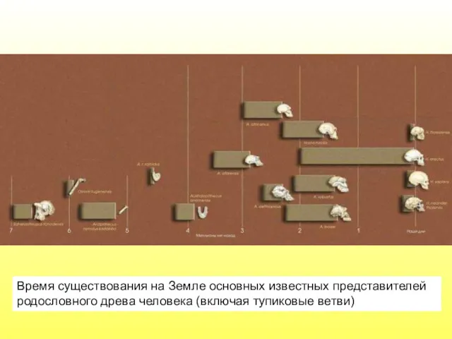 Время существования на Земле основных известных представителей родословного древа человека (включая тупиковые ветви)