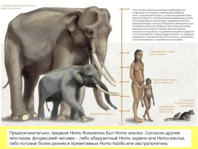 Предположительно, предком Homo floresiensis был Homo erectus. Согласно другим гипотезам,