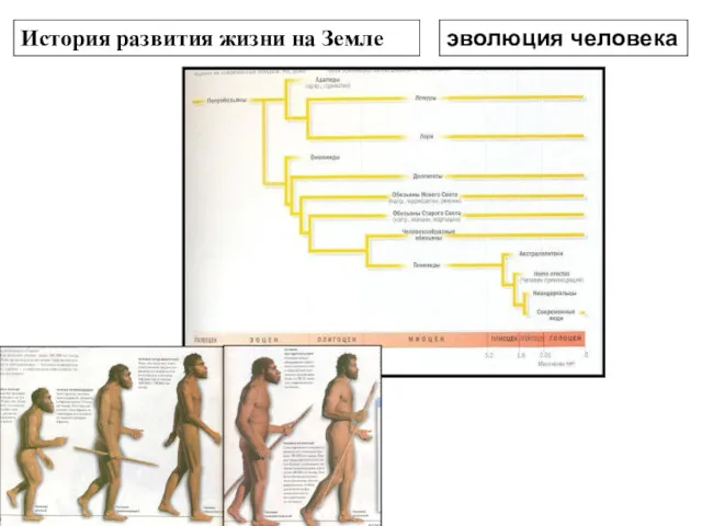 История развития жизни на Земле эволюция человека