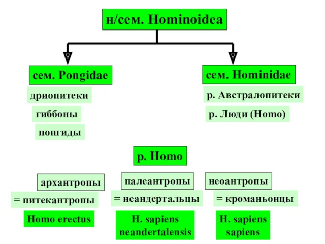 н/сем. Hominoidea cем. Pongidae сем. Hominidae гиббоны дриопитеки понгиды р.