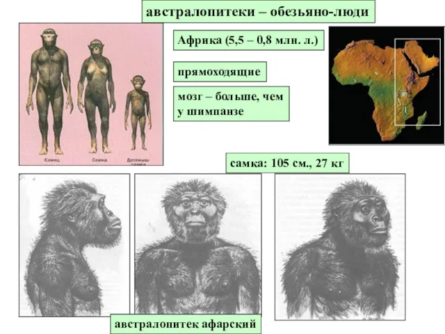 австралопитек афарский австралопитеки – обезьяно-люди Африка (5,5 – 0,8 млн.