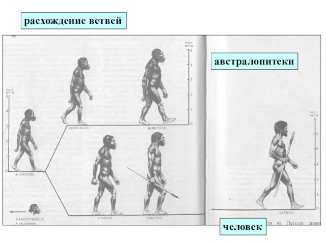 расхождение ветвей австралопитеки человек