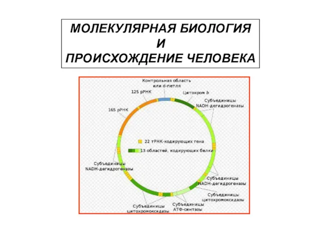 МОЛЕКУЛЯРНАЯ БИОЛОГИЯ И ПРОИСХОЖДЕНИЕ ЧЕЛОВЕКА