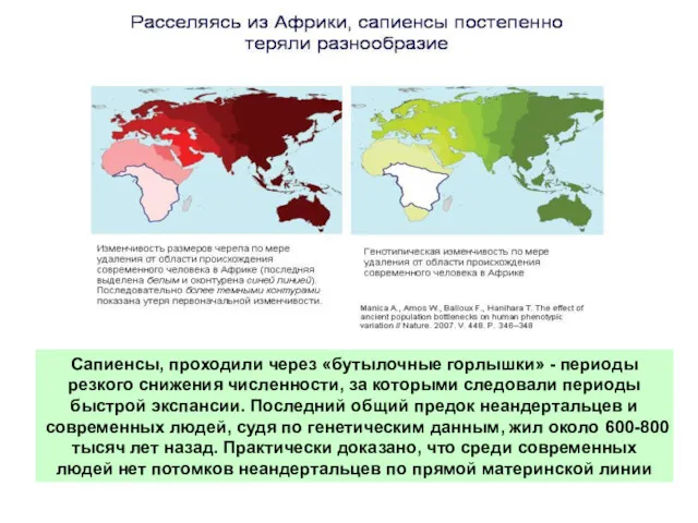 Сапиенсы, проходили через «бутылочные горлышки» - периоды резкого снижения численности,