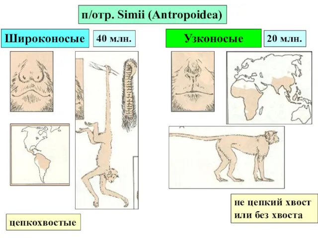 п/отр. Simii (Antropoidea) цепкохвостые не цепкий хвост или без хвоста