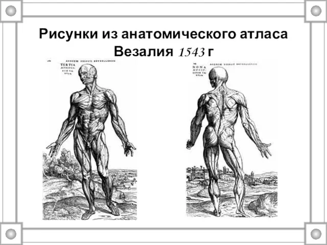 Рисунки из анатомического атласа Везалия 1543 г