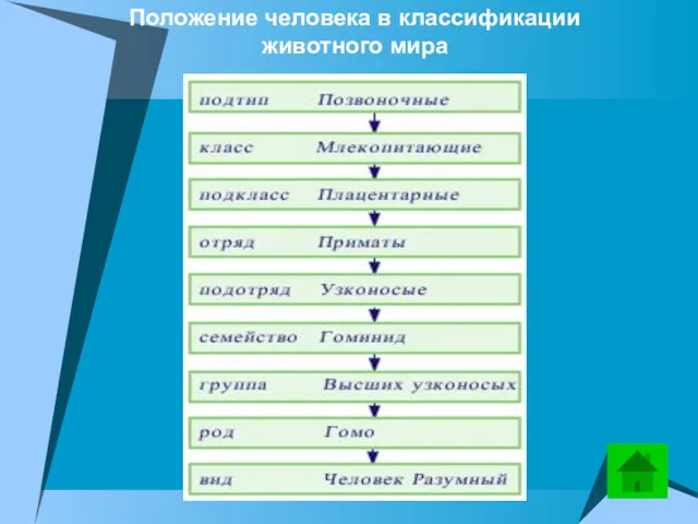 Положение человека в классификации животного мира