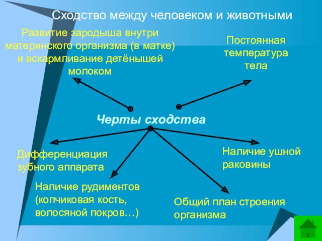 Сходство между человеком и животными Развитие зародыша внутри материнского организма