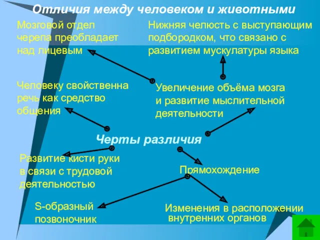 Мозговой отдел черепа преобладает над лицевым Нижняя челюсть с выступающим