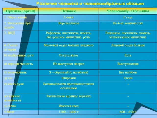 Различие человека и человекообразных обезьян