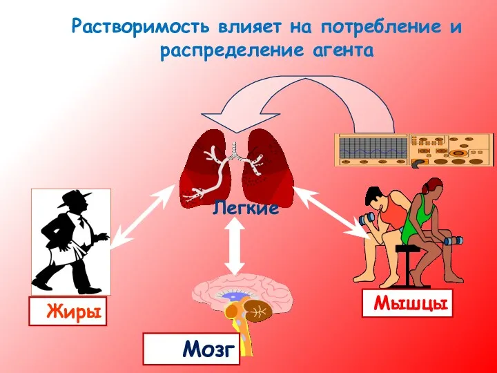 Растворимость влияет на потребление и распределение агента Легкие Мышцы Жиры Мозг