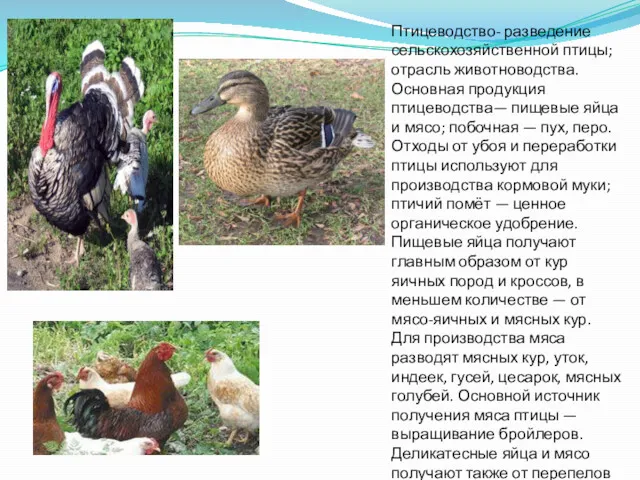 Птицеводство- разведение сельскохозяйственной птицы; отрасль животноводства. Основная продукция птицеводства— пищевые