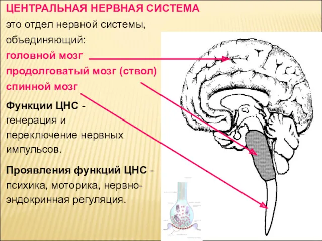 ЦЕНТРАЛЬНАЯ НЕРВНАЯ СИСТЕМА это отдел нервной системы, объединяющий: головной мозг