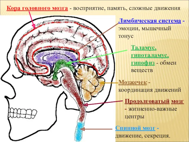 Кора головного мозга - восприятие, память, сложные движения Лимбическая система